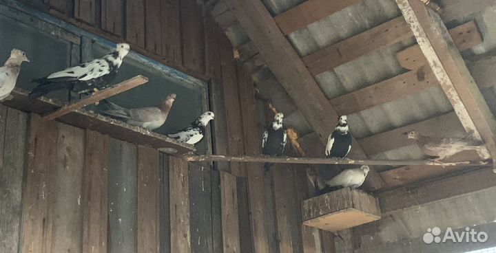 Продам бойных голубей