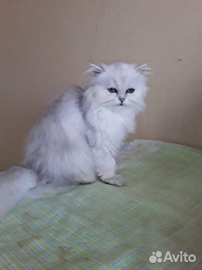 Персидская шиншилла