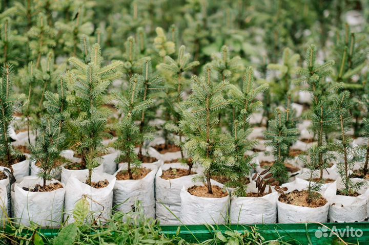 Ель сибирская (форма голубая, сизая) от 20см