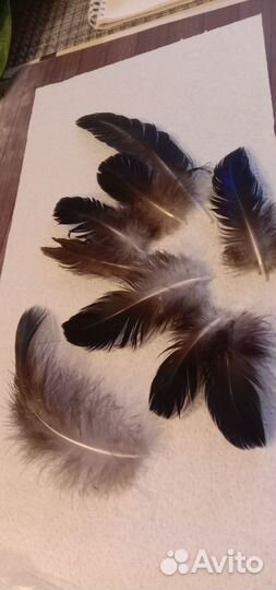 Декоративные перья
