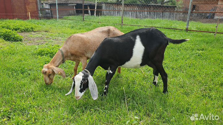 Англо-нубийская коза