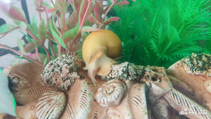 Сомики анциструсы и улитки Ампулярии желтые