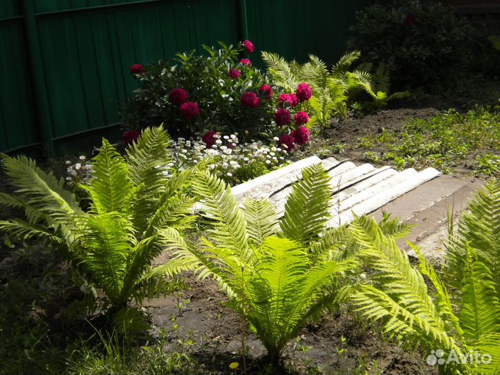 Декоративный папорoтник (садовый)
