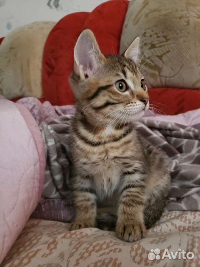 Кошечка в добрые руки