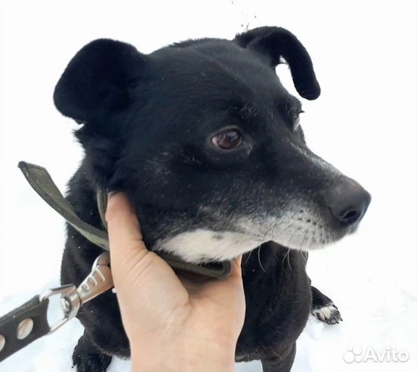 Собака в добрые руки