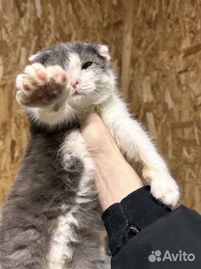 Ласковая топотушка с улицы