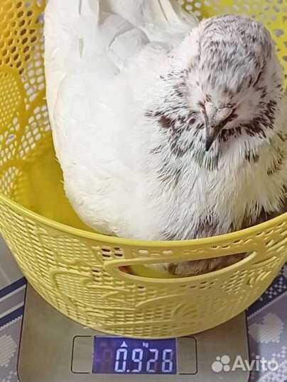 Мясная порода Голубь Кинг