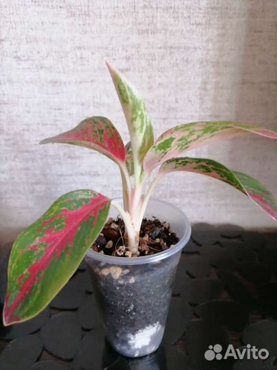 Аглаонема пинк долматин, пинкат