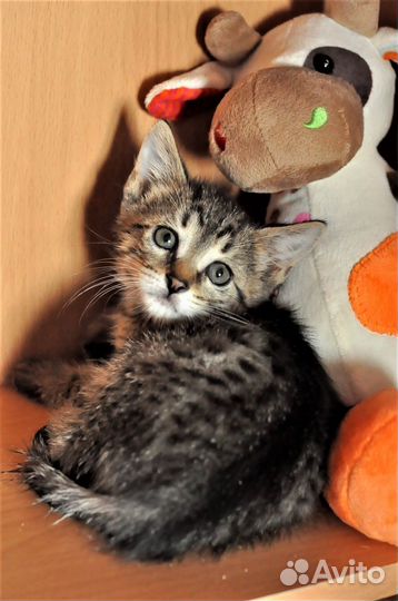 Котята 1,5 мес