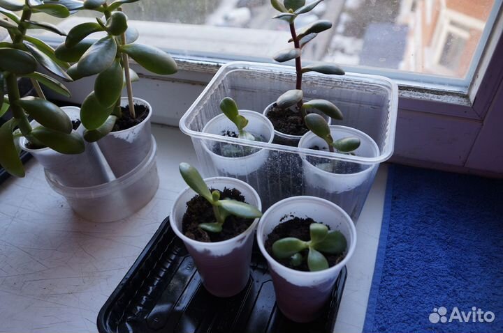 Толстянка (денежное дерево) тещин язык(Сансевиерия