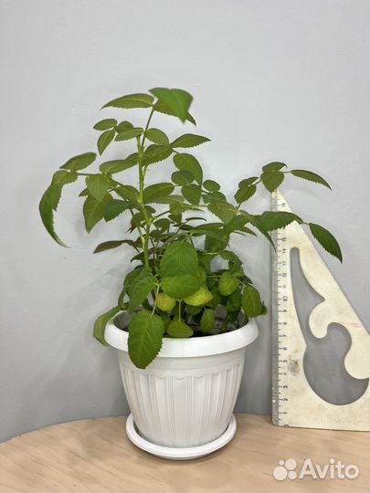 Роза комнатная домашняя