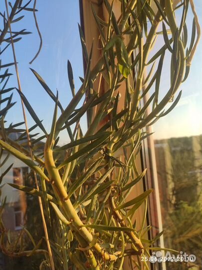 Крестовник Курио Маунт Эверест