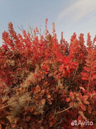 Саженцы скумпия