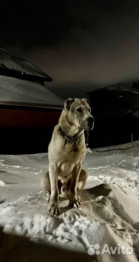 Алабай вязка, родословная