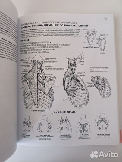 Атлас-раскраска анатомия человека
