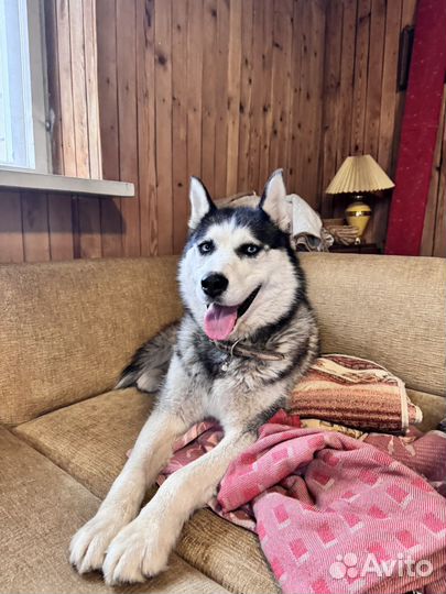 Сибирский хаски бесплатно