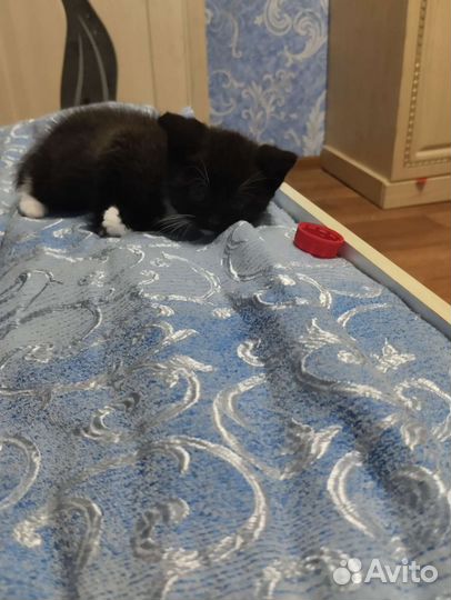 Котёнок девочка меньше месяца в добрые руки