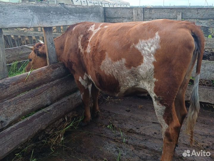 Джерсейская телка