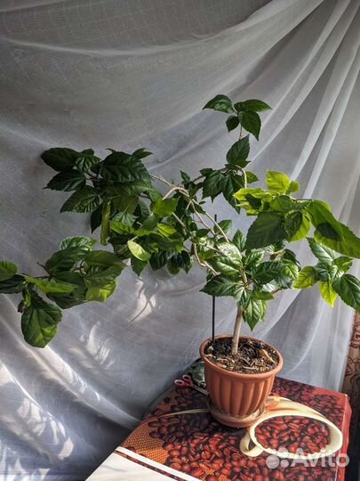 Гибискус китайская роза