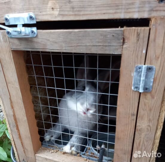 Продам кроликов