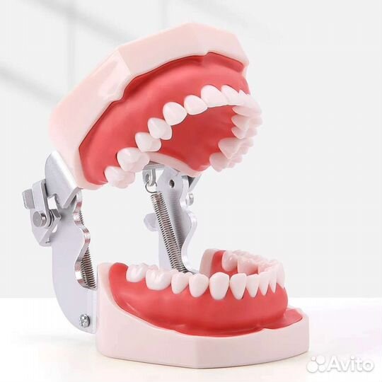 Фантом стоматологический мягкой десной