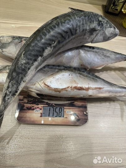 Скумбрия Атлантическая свежемороженая