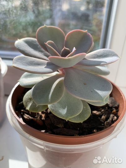 Суккуленты