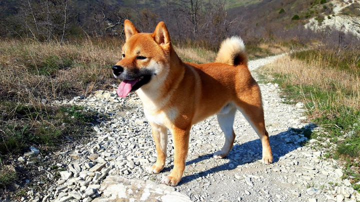 Сиба (Шиба) Ину для вязки