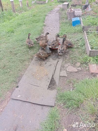 Подсадные утки