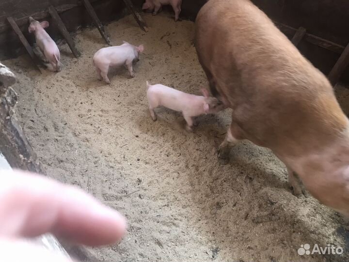 Поросята