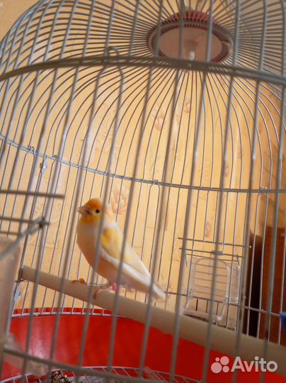 Канарейка кенар