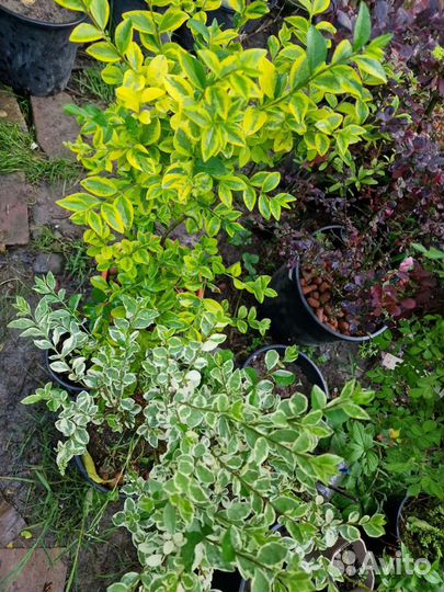 Лгуструм, бирючина, 5 сортов