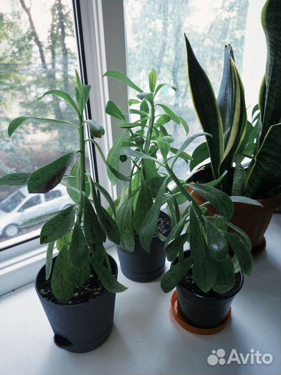 Синадениум рубра