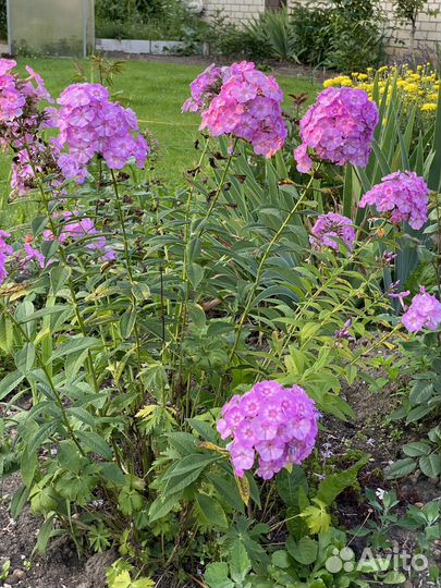 Флокс сиреневый