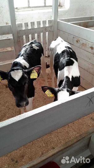 Телята бычки породистые быстрая доставка
