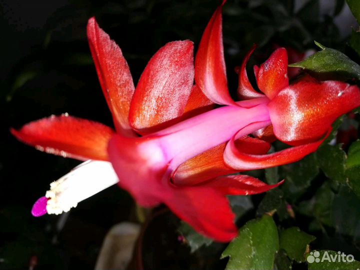 Шлюмбергера (декабрист) 8 сортов