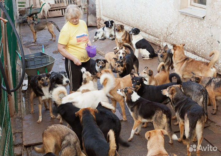Очень много собак,помогите выжить