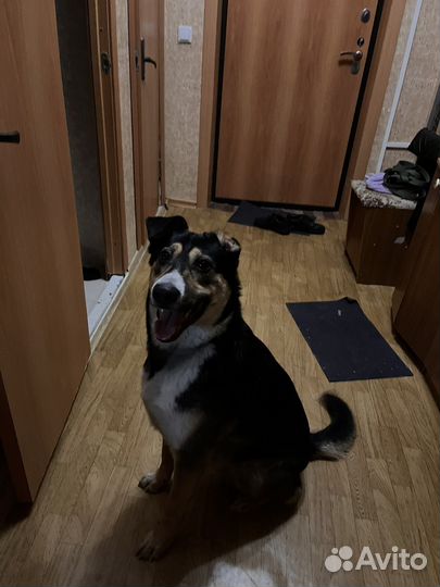 Собака в добрые руки