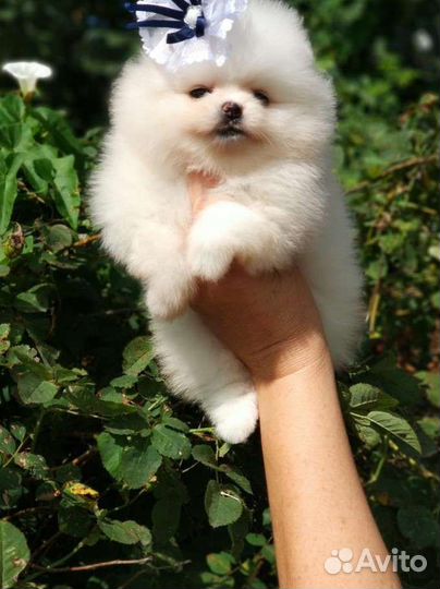 Померанский шпиц мини