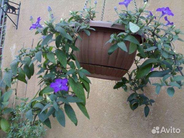 Руэллия комнатная