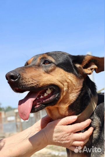 Дукат в добрые руки