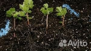 Смородина, кусты, саженцы