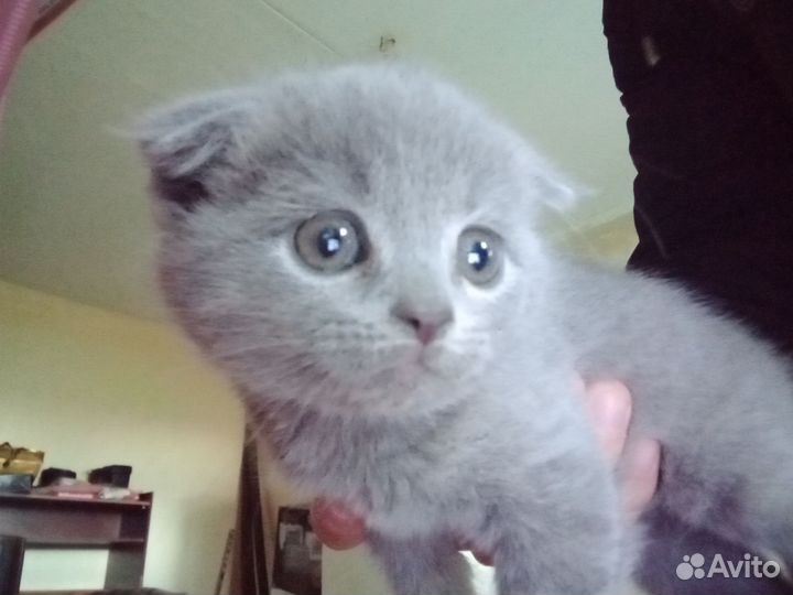 Вислоухие котята