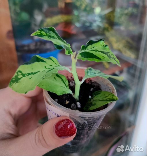 Комнатные цветы часть 1