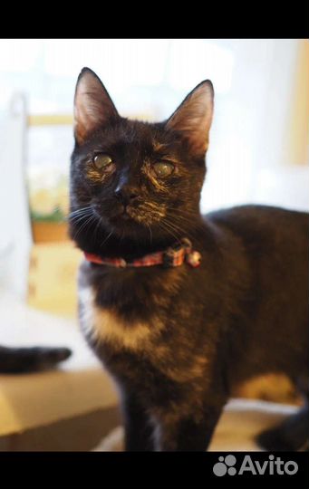 Кошка Коламбия 7 месяцев, стерелизованна,привита