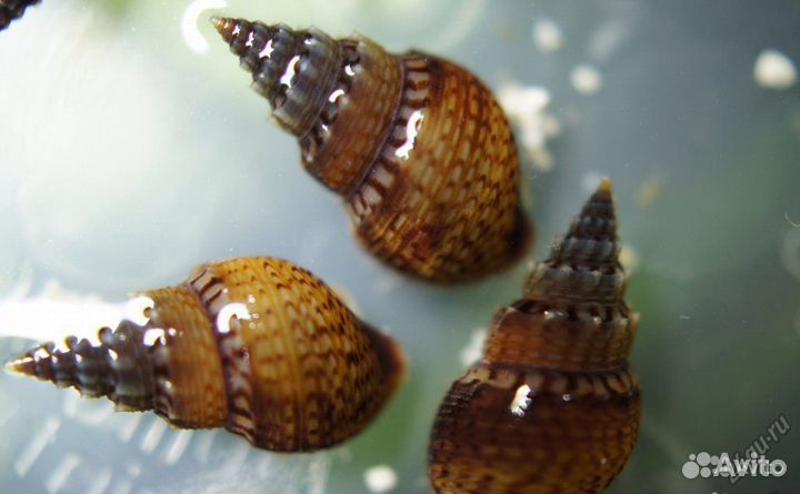 Улитки катушки и мелании