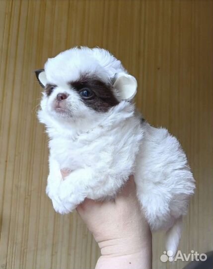 Щенки чихуахуа девочки длинношерстные