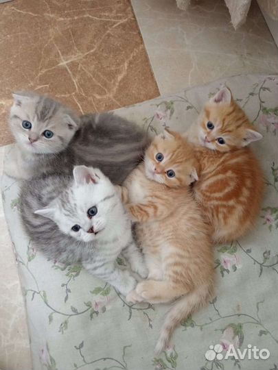Котята