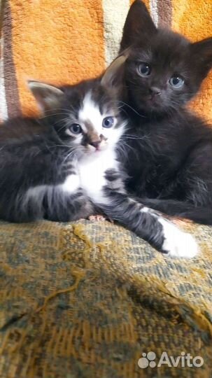 Котята