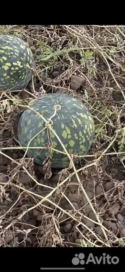 Семена арбуза и дыни